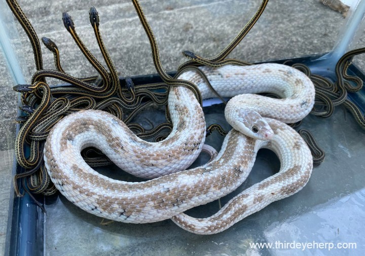 Plains Garter Snakes